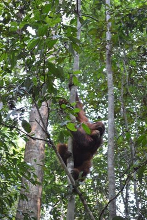 Tuy vậy, bác sĩ Anita đã đến muộn, đười ươi mẹ ra đi chỉ ít phút sau khi được cứu bởi không thể thở được, bỏ lại Peni đau đớn với những sang chấn tâm lý nặng nề.