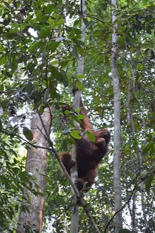 Tuy vậy, bác sĩ Anita đã đến muộn, đười ươi mẹ ra đi chỉ ít phút sau khi được cứu bởi không thể thở được, bỏ lại Peni đau đớn với những sang chấn tâm lý nặng nề.