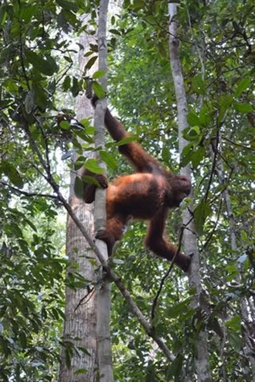 Sau khi mồ côi, Peni được chuyển đến trung tâm cứu hộ của IAR, nơi cô bé được đặt tên và trải qua bốn năm học tập cách sinh tồn, làm như thế nào để có thể sinh sống như một con đười ươi trưởng thành trong tự nhiên.