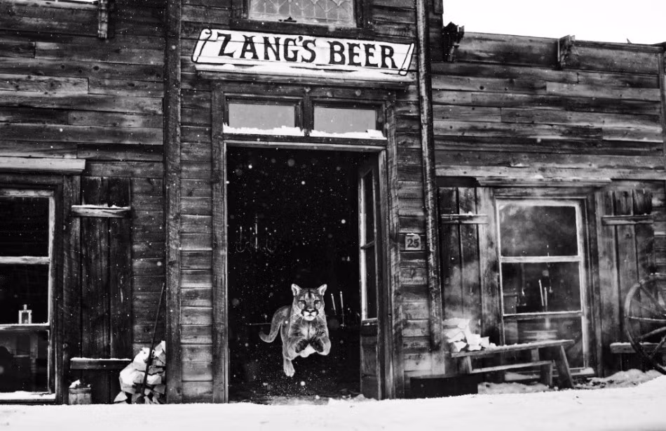 Khoảnh khắc một con mèo rừng lao như tên bắn ra ngoài một quán bia cũ nát gợi nhớ đến một khoảng thời gian đã trôi xa.