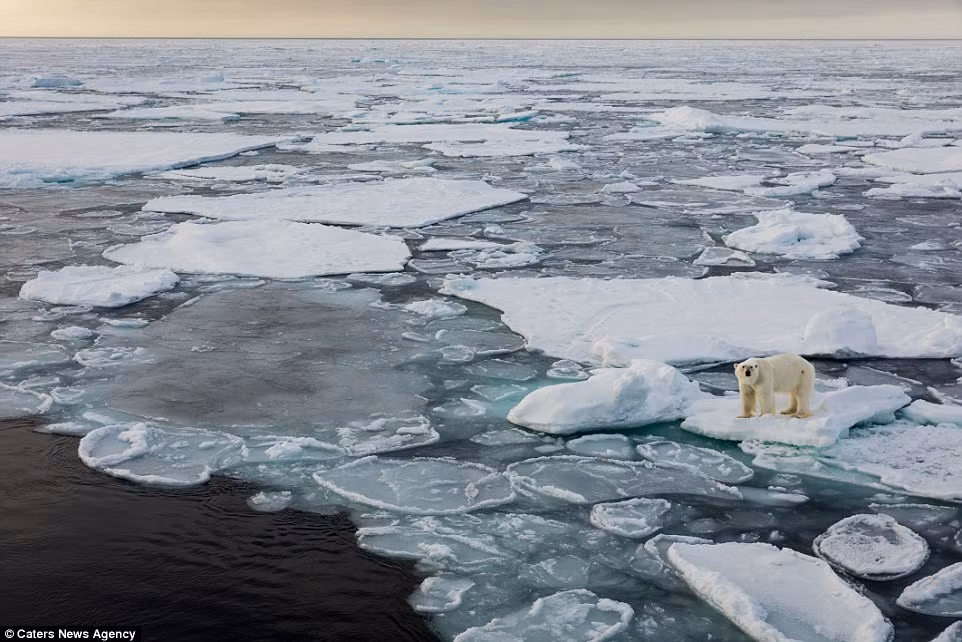 Gấu Bắc cực cũng nằm trong những loài động vật hoang dã đang bị đe dọa diệt chủng, chúng ngày càng quý hiếm do số lượng loài không ngừng giảm vì môi trường sống bị đe dọa nghiêm trọng. Băng vĩnh cửu không ngừng tan chảy khiến chúng rất khó khăn trong việc sinh sống, kiếm ăn.