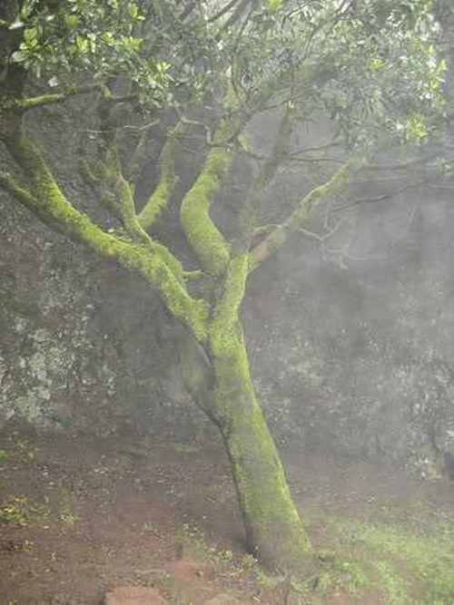 Cây vòi nước garoe, đây là loài cây có khả năng khiến lá cây của chúng chảy nước thành vòi. Kể cả sinh trưởng ở nơi có điều kiện khí hậu khắc nghiệt nhưng có sương mù dày đặc, cây vòi nước vẫn có thể sản xuất 80 lít nước một ngày nhờ tán lá dày và rộng.