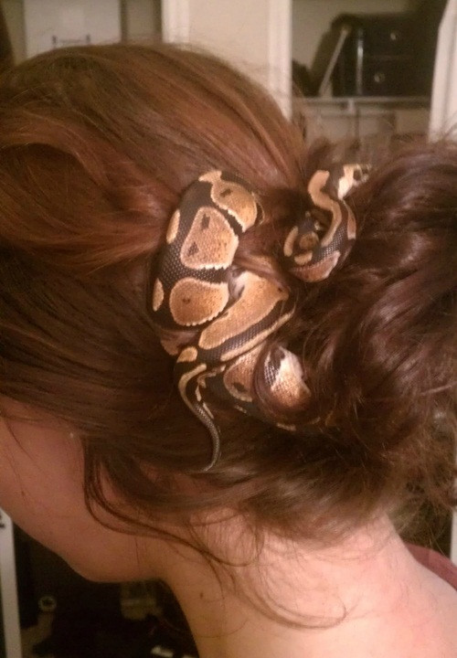 Sự xuất hiện ấn tượng này của con rắn "cưng" chỉ dành cho những chủ nhân thật sự can đảm.