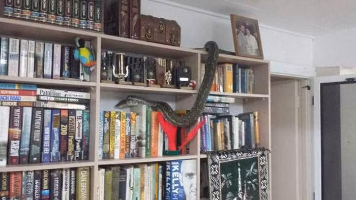 Một con rắn hiếu học sẽ khiến bạn phải khóc thét và ám ảnh mỗi lần đến phòng đọc của mình.