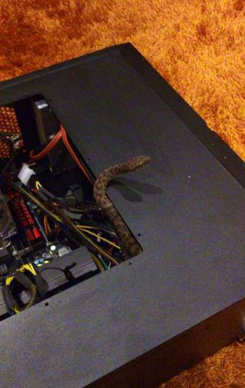 Khiến cho chủ nhân chiếc máy tính một phen "đứng hình" là chủ ý của con rắn này khi chui vào CPU.