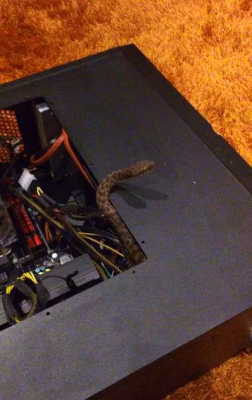 Khiến cho chủ nhân chiếc máy tính một phen "đứng hình" là chủ ý của con rắn này khi chui vào CPU.