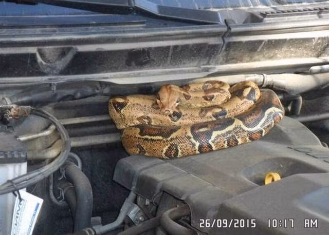 Chui vào nắp đầu xe ô tô, con rắn này định làm loạn nhưng không thành công khi bị phát hiện.