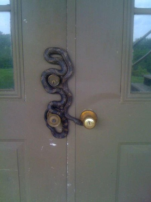 Con rắn to lớn này quyết dọa bằng được chủ nhà bằng cách gói trọn thân mình lên nắm cửa sau nhà.