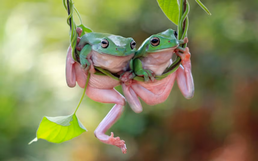 Hai chú ếch đang tranh nhau đu dây tự nhiên thì nhiếp ảnh gia hướng ống kính máy ảnh tới, thấy vậy, chúng liền nhanh chóng tạo dáng luôn.