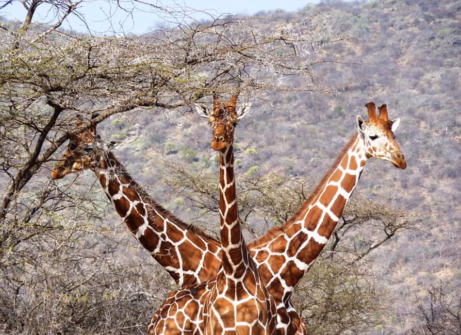 Anh em nhà hươu cao cổ cố gắng biểu diễn màn hươu cao cổ ba đầu đầy vui nhộn.