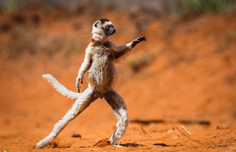 Buổi sáng đang tập dưỡng sinh thì con vượn cáo bất ngờ bị chụp ảnh.