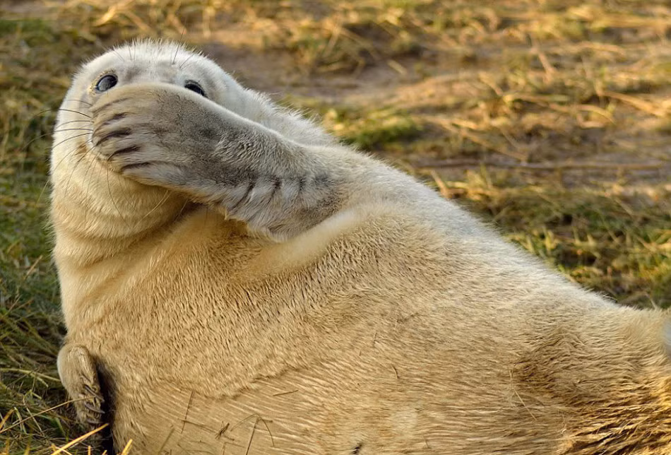 Đang bò lê đi chơi thì bắt gặp cảnh tượng hàng xóm "mây mưa", con vật này choáng váng, vội che mồm để không hét lên.