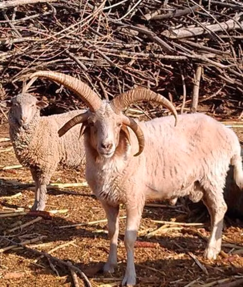 Theo thông tin đăng tải, con cừu đặc biệt quý hiếm này được một người giàu có ở Trịnh Châu, Hà Nam, Trung Quốc chi rất nhiều tiền mua lại để làm sủng vật nên nhiều người có cơ hội đến chụp ảnh lưu niệm.