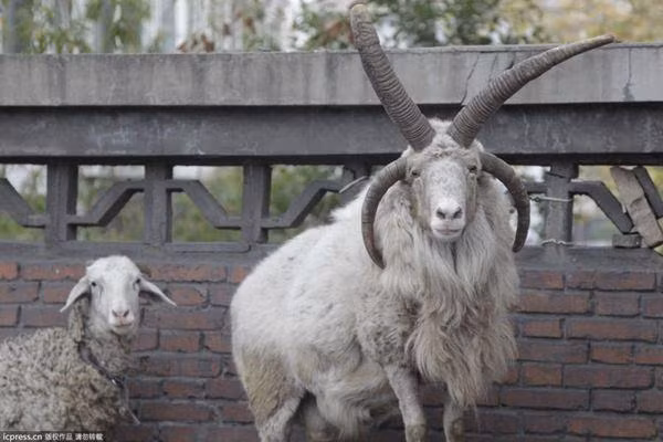 Trước đây ở Tân Cương, Trung Quốc, cừu 4 sừng cũng từng xuất hiện và gây xôn xao dư luận.