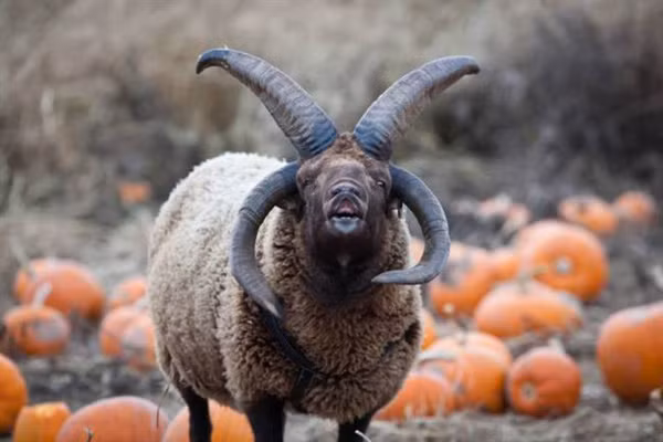 Trên thế giới, còn có một con cừu 4 sừng khác được phát hiện ở Warwick, Anh, nhưng con cừu này lại được mệnh danh là con cừu ác quỷ do vô cùng cục tính và sẵn sàng tấn công bất kỳ ai bước vào chuồng của mình.