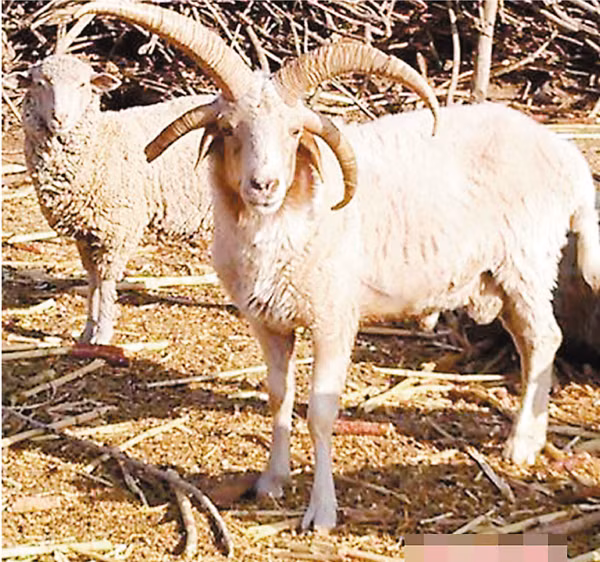 Cừu bốn sừng nổi bật khi đi đứng với những con cừu khác.