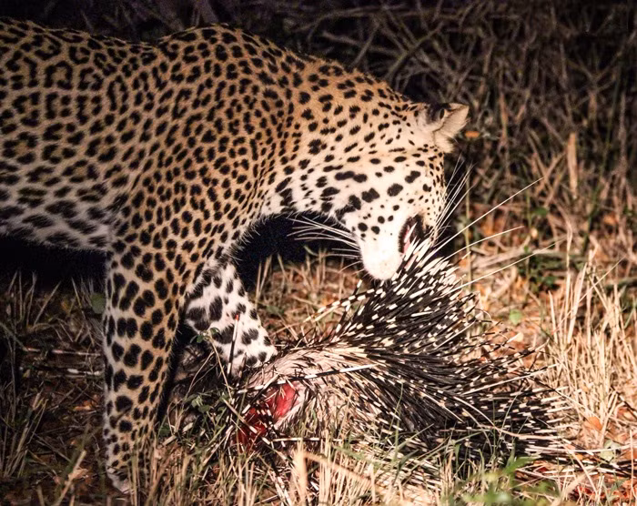 Tuy nhiên, đối với con báo hoa mai này không có tác dụng, nó dường như đã luyện thành thạo kỹ thuật giết chết và cắn xé thịt nhím. Sau khi hạ gục con mồi, con báo hoa mai thong thả nhổ từng chiếc gai nhọn trên lưng con nhím và thoải mái thưởng thức thịt nhím thơm ngon.