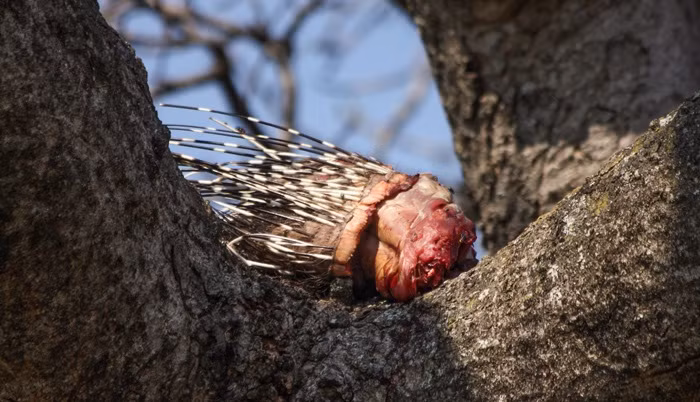 Khi phát hiện có những ánh mắt khả nghi hướng về phía mình, con báo bỏ dở bữa ăn và tạm lánh đi.