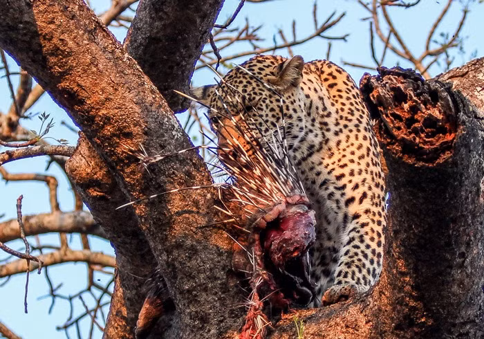 Trên một chạc cây vững vàng, con báo hoa mai đực này đang nhấm nháp bữa thịt nhím tươi sống một cách ngon miệng, thoải mái, như thể những chiếc lông nhím cứng nhọn không hề làm ảnh hưởng đến việc hưởng thụ mỹ thực của nó.