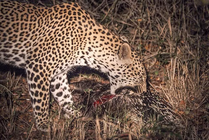 Scott và nhóm của anh không bỏ cuộc, quyết định đi theo con báo hoa mai ranh mãnh này và lại tiếp tục được chứng kiến một màn săn nhím đầy thuyết phục của nó.