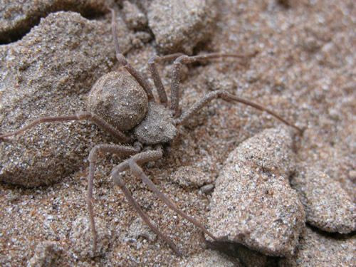 Tuy vậy, nếu bất ngờ thấy một con nhện cát 6 mắt đang lang thang gần bạn, đừng ngần ngại mà hãy tránh thật xa nếu không muốn trả giá cực đắt chỉ vì tính tò mò của mình.