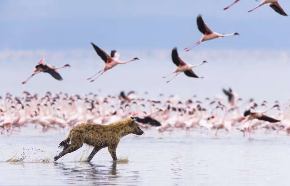Chúng âm thầm vạch ra một chiến thuật săn hồng hạc khi nhìn thấy thịt tươi ngay trước mắt. Vấn đề nan giải nhất là hồng hạc có thể bay và chúng đang đậu dưới nước, chỉ cần có tiếng động, chúng sẽ lập tức vỗ cánh bay lên.