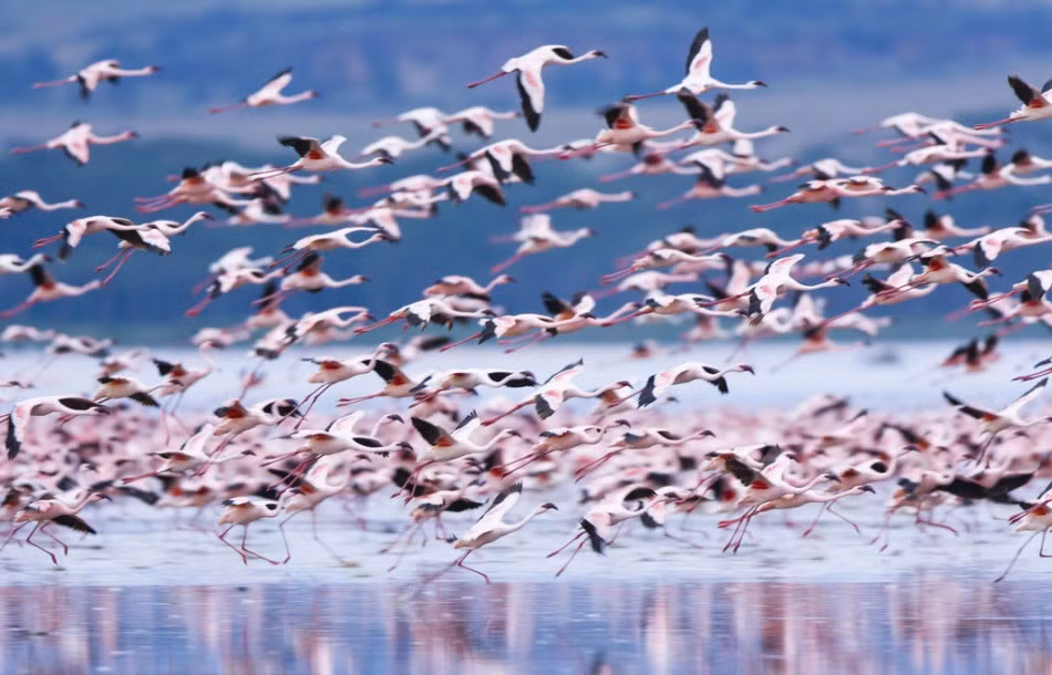 Vườn quốc gia hồ Nakuru là ngôi nhà của hàng triệu con hồng hạc sinh sống. Tuy nhiên gần đây do việc xây dựng và du lịch, du khách vứt rác bừa bãi đã gây ô nhiễm nguồn nước, khiến chim hồng hạc phải đối mặt với sự đe dọa nghiêm trọng về việc thu hẹp môi trường sống, suy giảm số lượng loài.