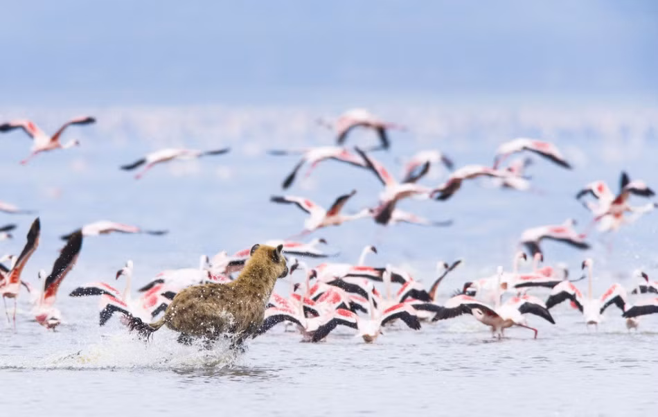 Nó dùng hết tốc lực để dồn đuổi đàn chim, nhằm có một bữa thịt hồng hạc.