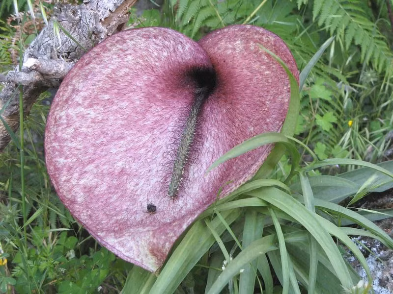 Tuy vậy, băng tuyết không thể làm khó hay ngăn trở loài hoa này đâm chồi, nảy nụ và khoe sắc. Khi đâm chồi mà gặp băng tuyết, chồi hoa sẽ cứng cỏi đục thủng băng vươn lên, lúc ra hoa, phần băng tuyết vây xung quanh gốc hoa sẽ bị tan ra thành những vũng nước nhỏ.
