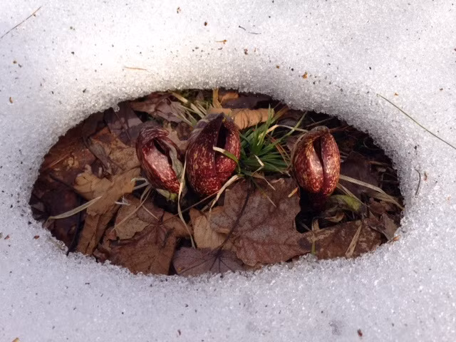 Hiện tượng tan băng này không hề có sự trợ giúp của những ánh mặt trời mà hoàn toàn là do tự thân hoa bắp cải chồn hôi. Sở dĩ chúng có khả năng phá băng tài tình như vậy là do bắp cải chồn hôi là dòng dõi cổ xưa của loài thực vật có hoa sở hữu khả năng sinh nhiệt cực hiếm có.