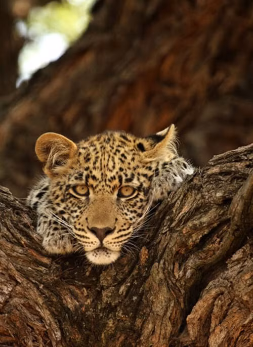 Con báo con từ xa đã nhìn thấy kẻ thù là một con sư tử đực ngày một tiến gần. Trong tự nhiên hoang dã, một con sư tử đực trưởng thành có thể giết chết một con báo con ngay tức khắc bởi nó có thừa sức lực và kinh nghiệm trong khi báo con hoàn toàn yếu ớt và lép vế.