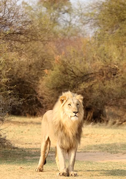 Sau khoảng thời gian khá dài gầm gừ dọa nạt không có tác dụng, con sư tử đực rống lên một tiếng cảnh cáo rồi quyết định bỏ đi, chờ cơ hội mới.