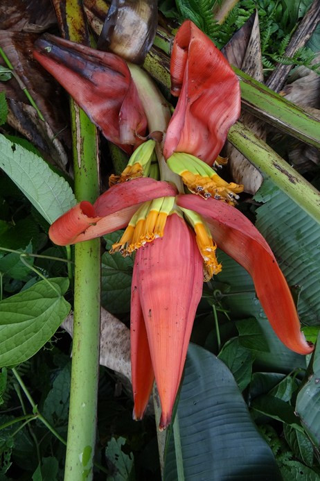 Musa markkui, một loài chuối mới được phát hiện trong số 133 loài thực vật mới được khám phá ở hệ sinh thái của nóc nhà thế giới, một trong những hệ sinh thái phong phú và đa dạng nhất Trái đất.