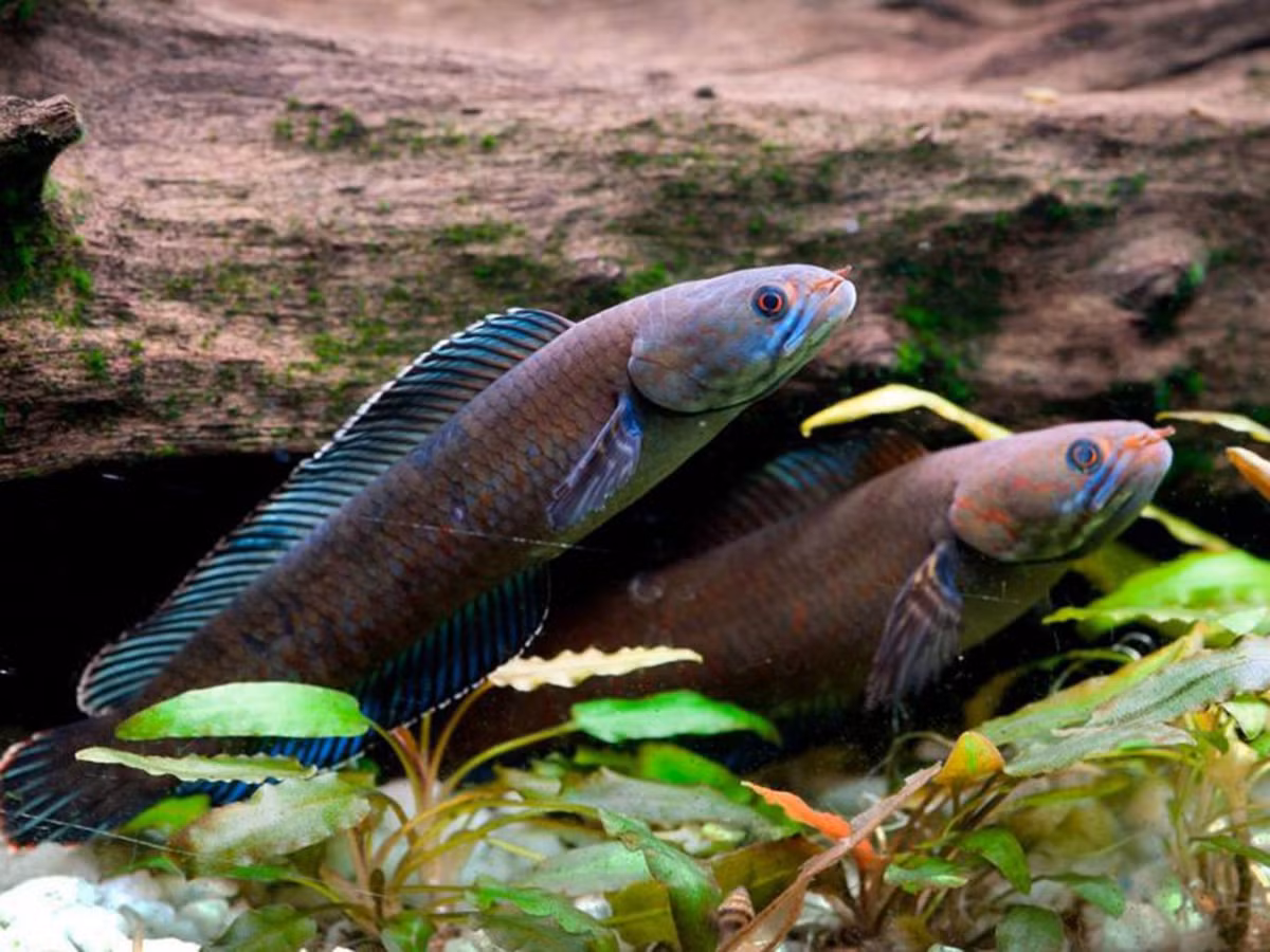 Những khám phá được nêu chi tiết trong báo cáo của WWF mới đây cho thấy chi tiết hơn 200 động vật và thực vật loài mới được phát hiện. Tập tài liệu có tên "Hidden Himalayas: Asia's Wonderland", tạm dịch "Những bí mật ẩn giấu ở dãy Himalaya: Xứ sở thần tiên của châu Á" mô tả chi tiết từng loài động thực vật mới được phát hiện trong sáu năm qua tại miền đông Himalaya. Trong ảnh là loài cá lóc xanh kỳ lạ, chúng có khả năng đi bộ và sống sót tới 4 ngày trên cạn nên còn được gọi là cá đi bộ.