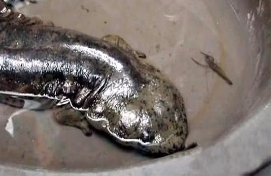 Sau đó, các phóng viên đã liên lạc với các chuyên gia của cục thủy sản địa phương và được biết, con cá lạ mà ông Trầm bắt được là một con kỳ nhông khổng lồ, một loài động vật lưỡng cư quý hiếm.