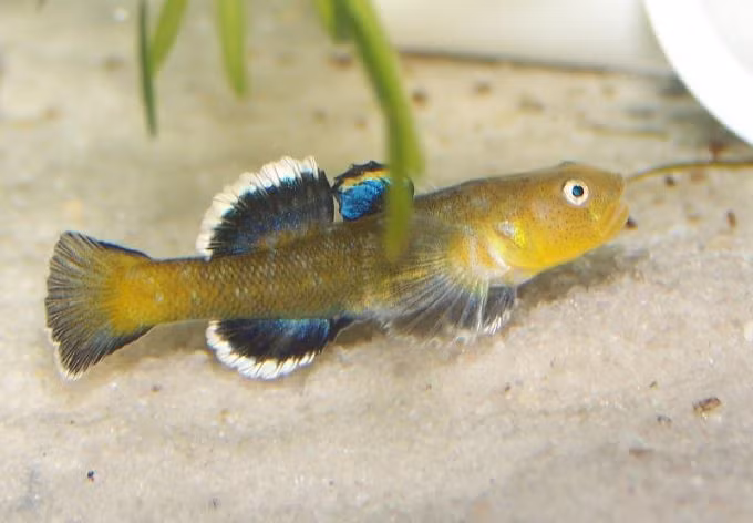 Loài cá bống chỉ dài 6cm này có thể vượt qua hàng trăm km sa mạc để tìm bạn tình chỉ bằng cách bơi qua những dòng nước cực nhỏ. Thậm chí chướng ngại vật trên đường đi cũng không làm khó được loài cá bống si tình này.