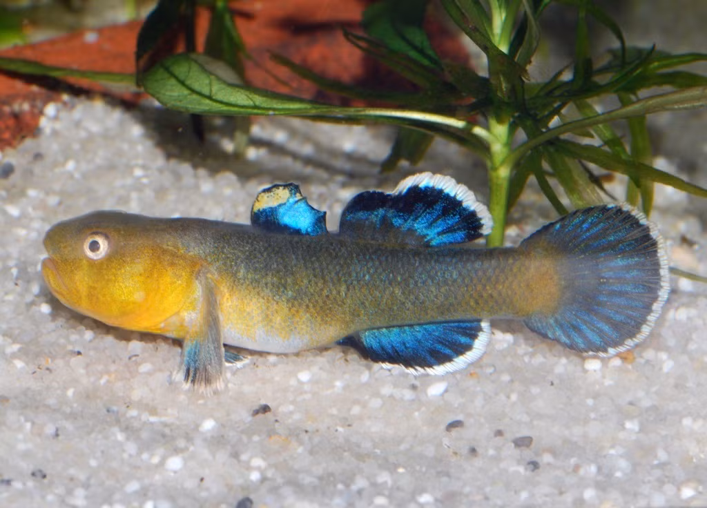 Loài cá bống này được gọi là cá bống sa mạc, được tìm thấy ở Hồ Eyre, một hồ nước nhỏ nằm trong sa mạc khô cằn ở Nam Úc. Nó được ví như một vận động vận viên bơi lội nghiệp dư khi chỉ cần một dòng nước nhỏ rộng vài cm, cá bống sa mạc cũng quyết tâm di chuyển.