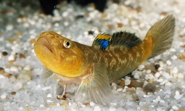 Mới đây câu chuyện đi tìm bạn tình của một loài cá bống si tình đã khiến nhiều người không khỏi ngưỡng mộ đó là một thiên tình sử, tình yêu thực sự trong vương quốc động vật.