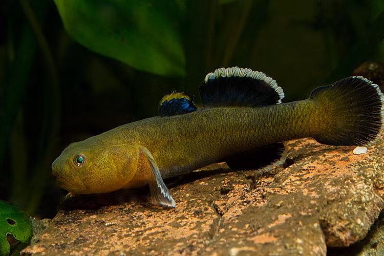 Mặc dù vậy, loài cá si tình này vẫn không ngừng chịu đựng, chấp nhận thử thách khốc liệt để tìm bạn tình.