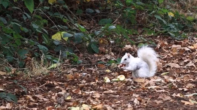 Theo như những thông tin đăng tải, đây là một con sóc xám đột biến gen. Hiện có hơn năm triệu con sóc xám ở Anh, nhưng các chuyên gia động vật hoang dã cho rằng tỷ lệ xuất hiện một con sóc được sinh ra với gen leucism ít hơn 1/1.000.000.