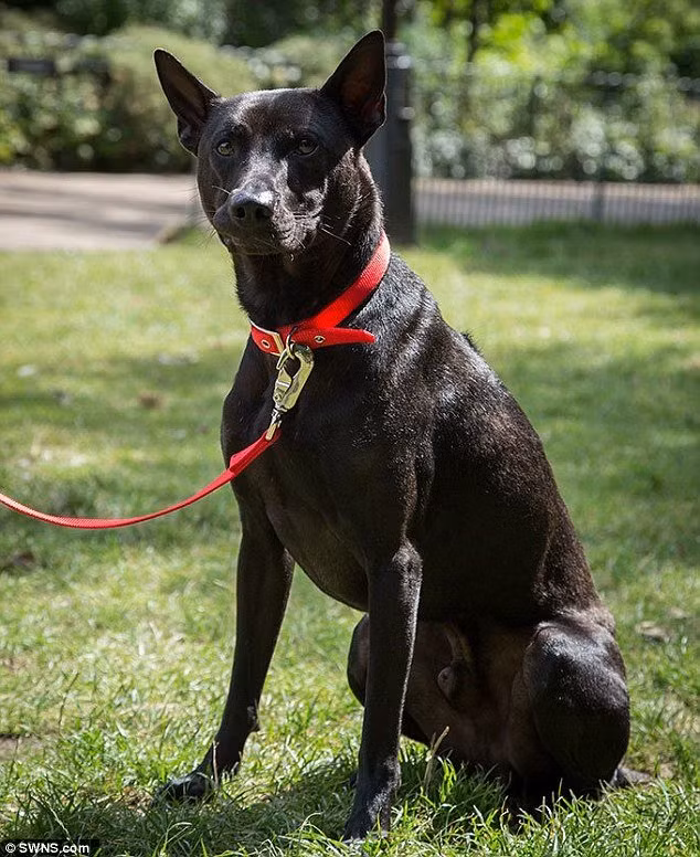 Cho xoay lung Phu Quoc sinh san thanh cong o Anh-Hinh-4