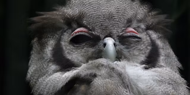 Bị chụp ảnh bất ngờ, sau giây phút rối trí, con cú lõi đời này híp mắt nghĩ cách cướp máy ảnh.