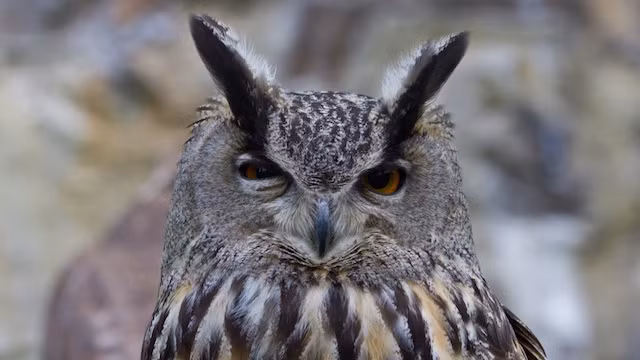 Không muốn bị chụp ảnh, con cú này lộ rõ biểu cảm khinh thường của mình.