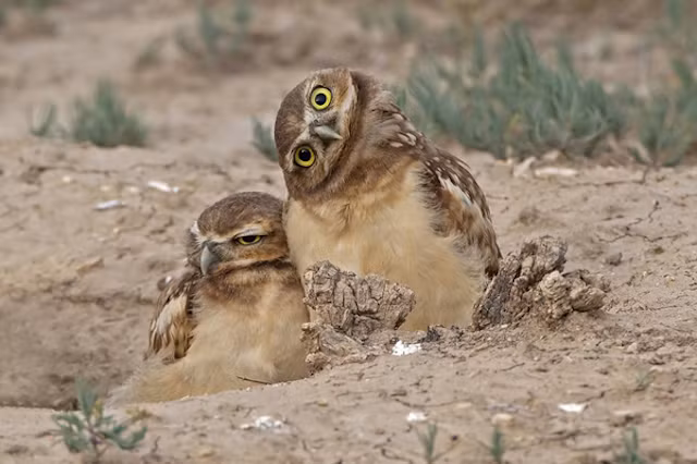 Đang tán tỉnh bạn đời thì bị chụp ảnh, con cú cái híp mắt bực bội còn con cú đực giương mắt tỏ vẻ bất ngờ và khó hiểu trước hành động xâm phạm đời tư của con người.