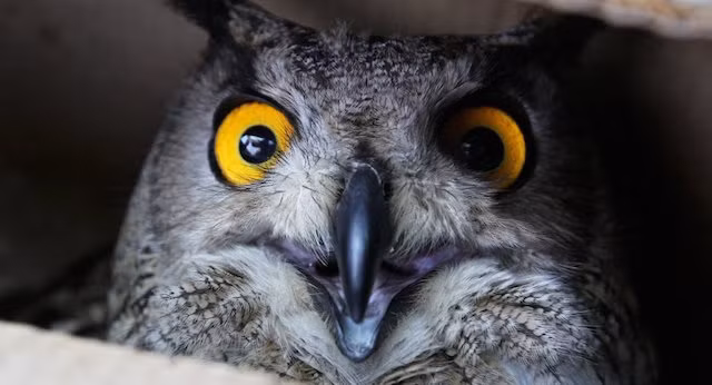 Bực mình vì bị săn ảnh khi đang có tâm trạng không tốt, con cú khó tính này trợn mắt dọa nạt nhiếp ảnh gia.