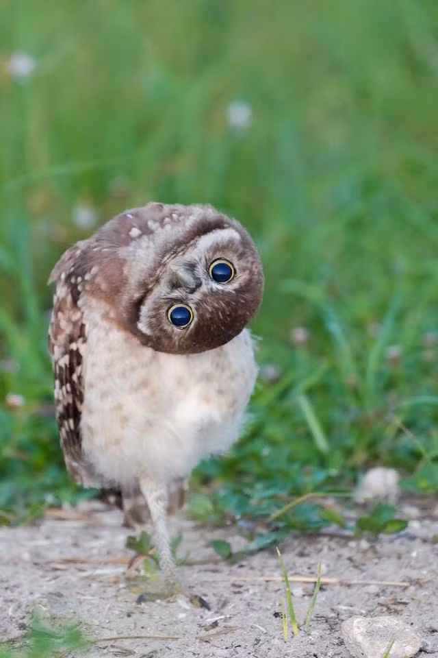 Sợ hãi, ngượng ngùng vì bị chụp ảnh, con cú này tạo dáng cổ quái với chiếc đầu quay gần 180 độ.