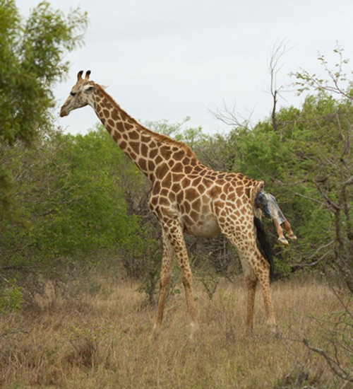 Nhiếp ảnh gia động vật hoang dã Andrew Nicholson mới đây bắt được khoảnh khắc vô cùng thú vị khi hươu cao cổ mẹ sinh con một mình giữa thiên nhiên hoang dã.