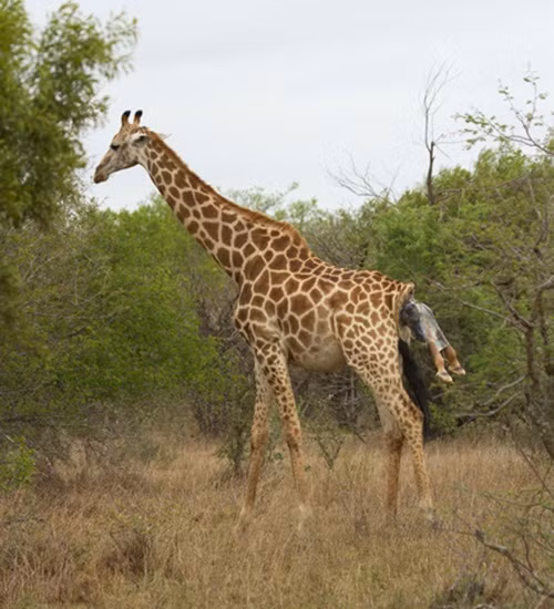 Nhiếp ảnh gia động vật hoang dã Andrew Nicholson mới đây bắt được khoảnh khắc vô cùng thú vị khi hươu cao cổ mẹ sinh con một mình giữa thiên nhiên hoang dã.