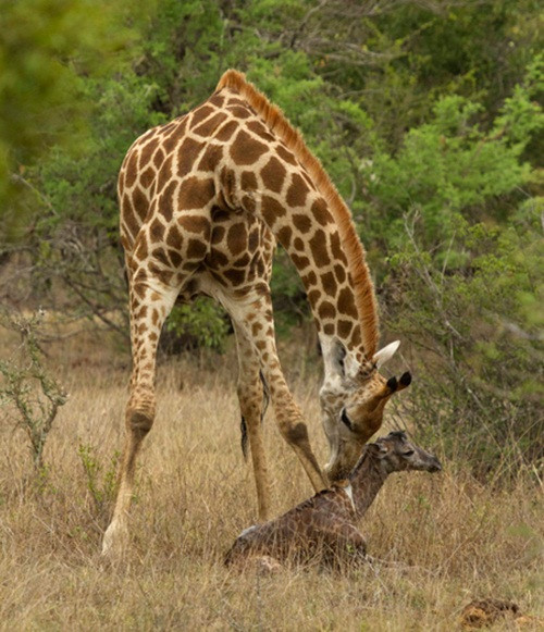 Tuy nhiên, Andrew lại một lần nữa đứng tim khi dường như hươu con sinh ra bị chết lưu, không di chuyển, không thể thở được. Hươu cao cổ mẹ chảy nước mắt liếm láp và lật người hươu con, dùng mọi cách để khiến hươu con tỉnh. Điều kỳ diệu đã xảy ra, hươu con trở mình và bắt đầu thở nhẹ nhàng.