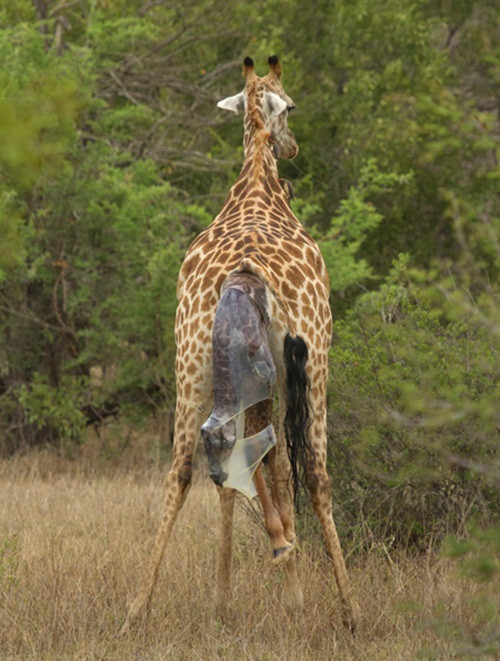 Rất nhanh cầm máy ảnh, Andrew đã bắt được những khoảnh khắc đắt giá về màn sinh đẻ tự nhiên này.